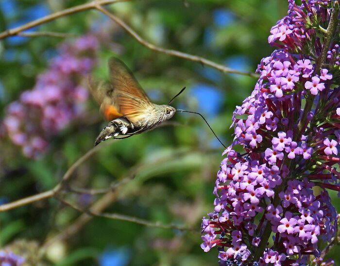 Hummingbird Hawk-Moth Drinks Nectar On A Budley, He Is Very Fast And I Was Overjoyed When I Finally "Caught" Him!