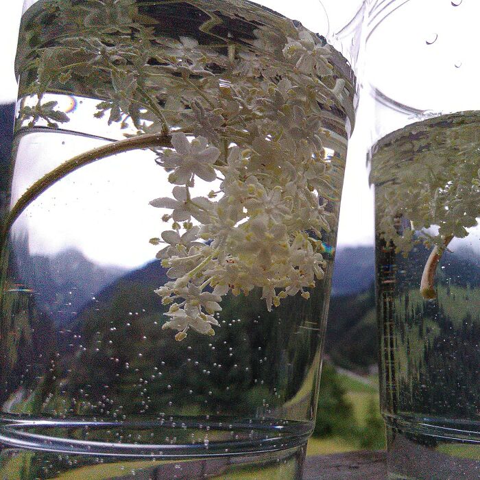 Fresh Elderflower Drink In The Mountains