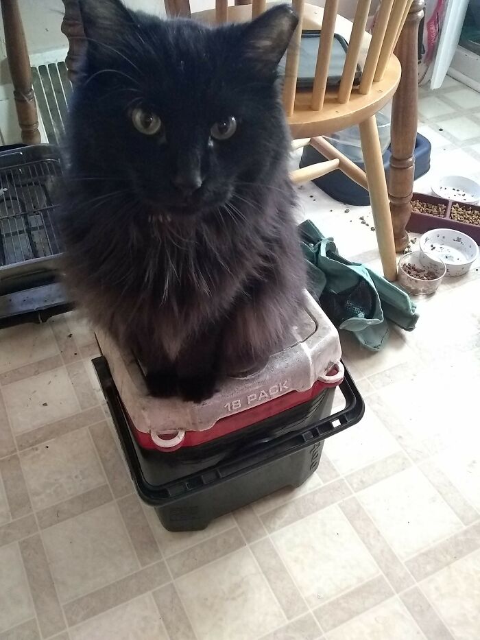 Bailey Cat. Used To Do This Every Morning When I Got Ready For Work. He Passed From Old Age. I Miss My Norwegian Forest Kitty.