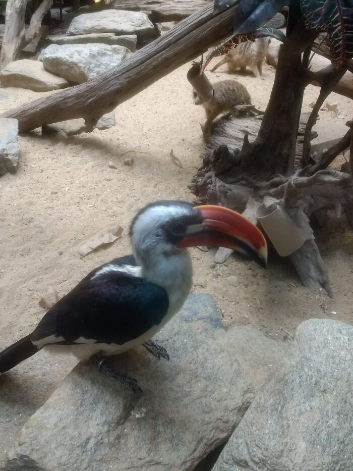 Found Zazu At The National Zoo