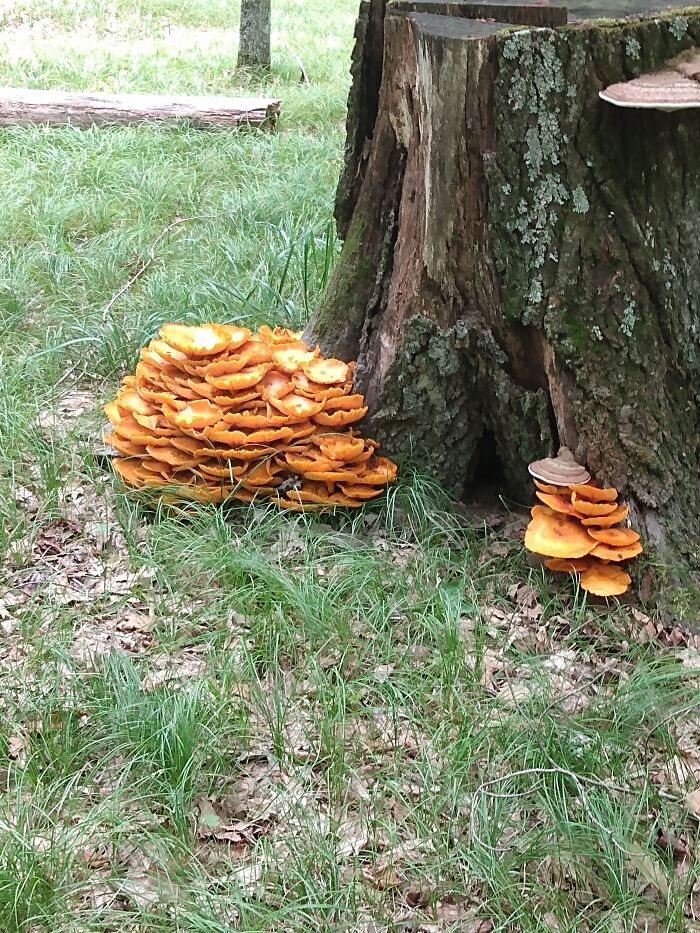 Not Sure What This Is But It Looked Cool