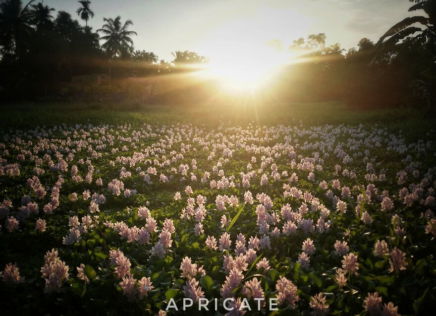 My Favourite Pic Of Moms Village, Alapuzha Kerala