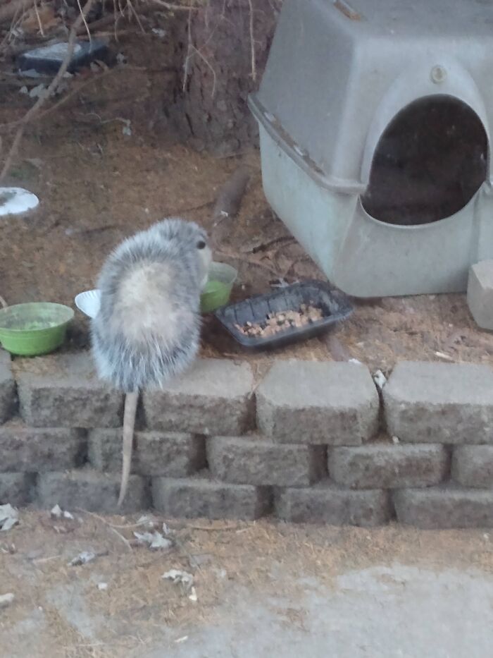 Possum Enjoying A Snack Of Cat Food