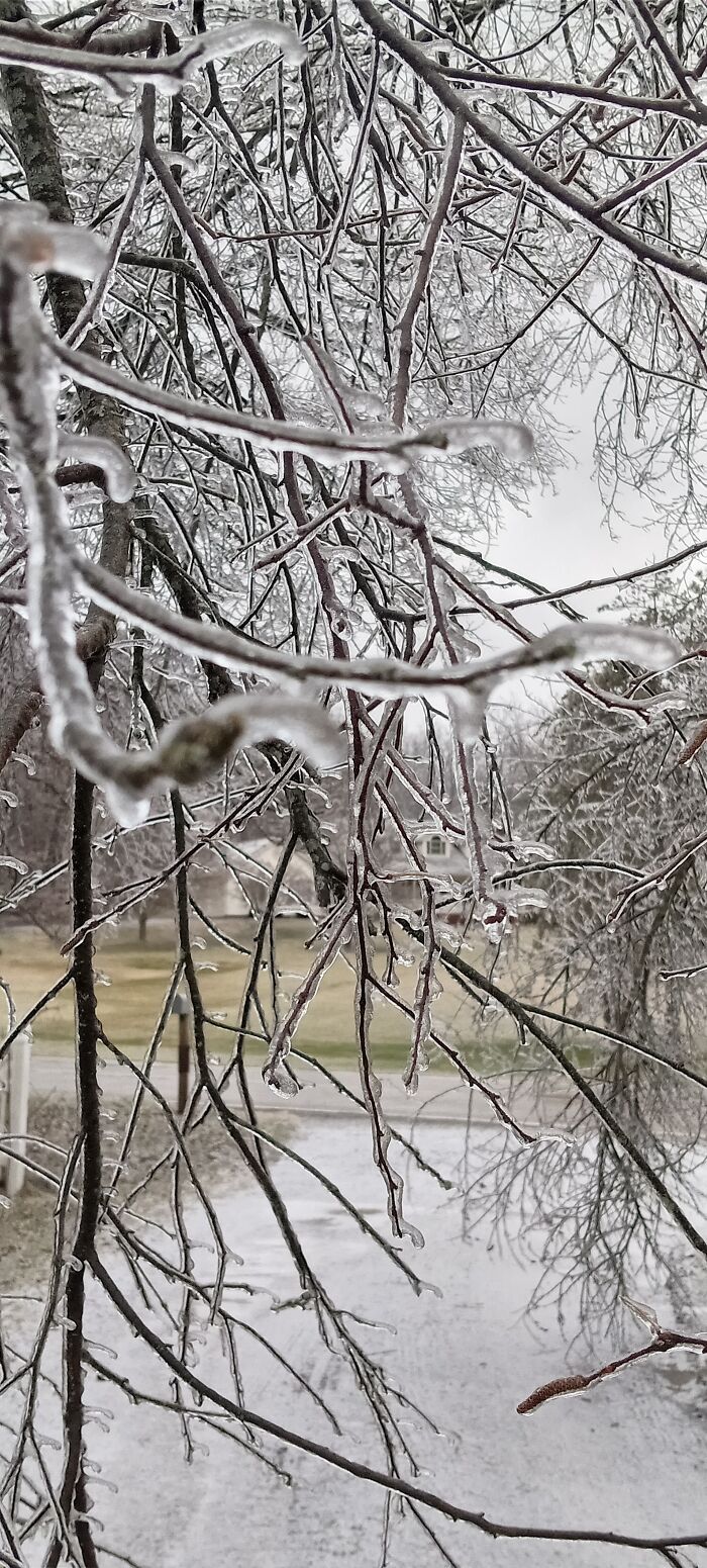 Ice Storm Last Winter