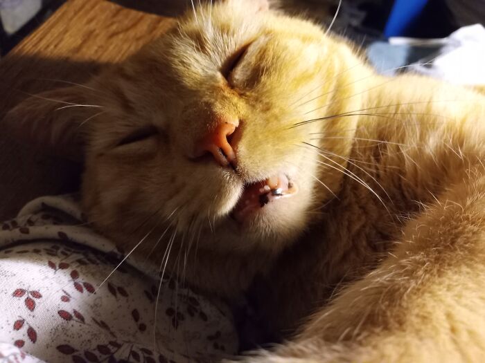 Ollie. He's A Love Sponge.