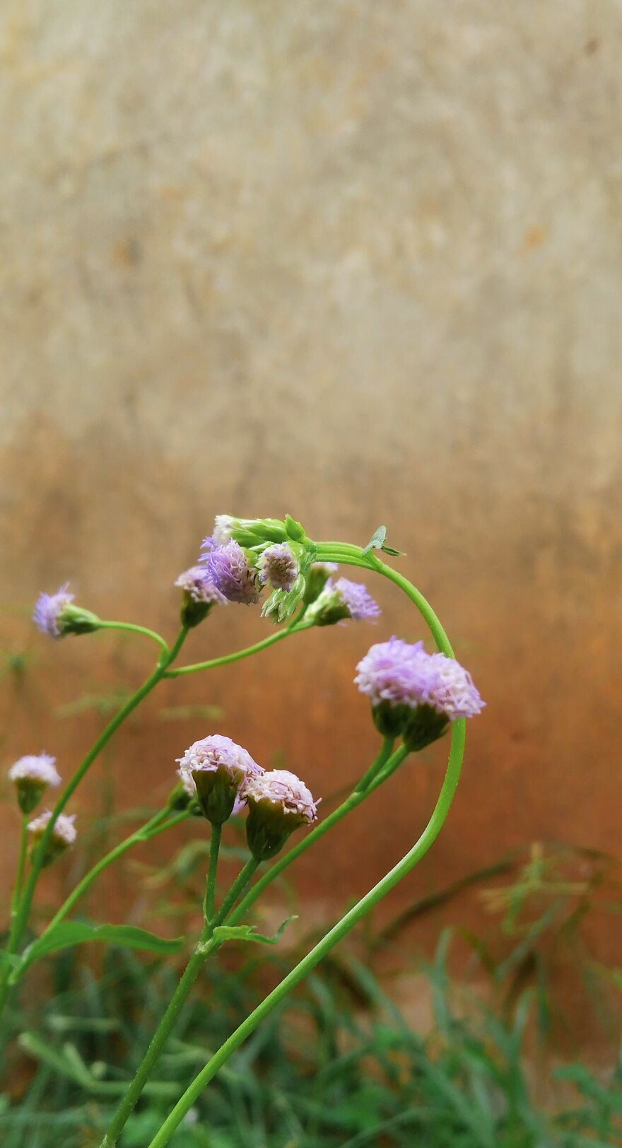 The Reason Why I Spend Almost All My Lifetime In The Back Yard