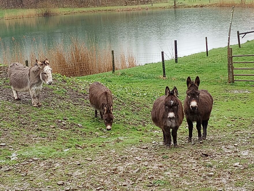 Mini Donkeys At My Dad's Farm