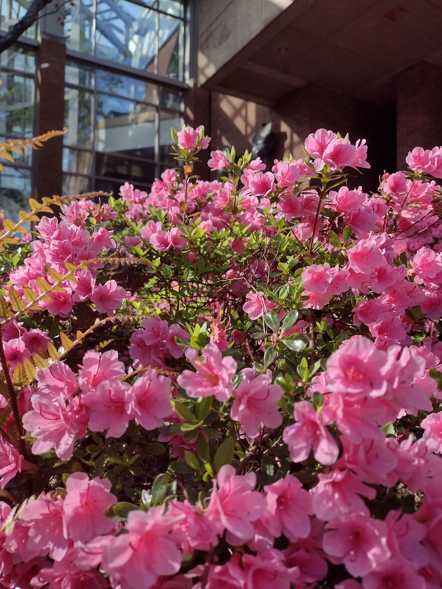 Spring Flowers At Vanderbilt University