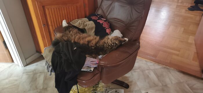 A Chair Full Of Long Cat, Meet Tengel 😁