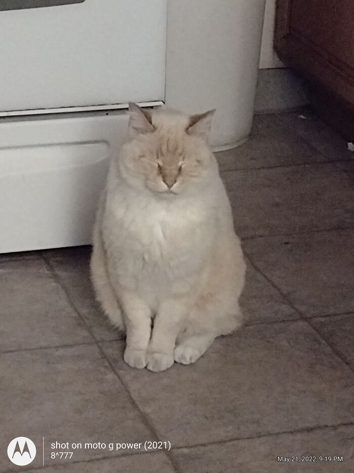 My Sister's 14 Year Old Cat, Sanky... He's Sitting In Front Of Her Electricstove
