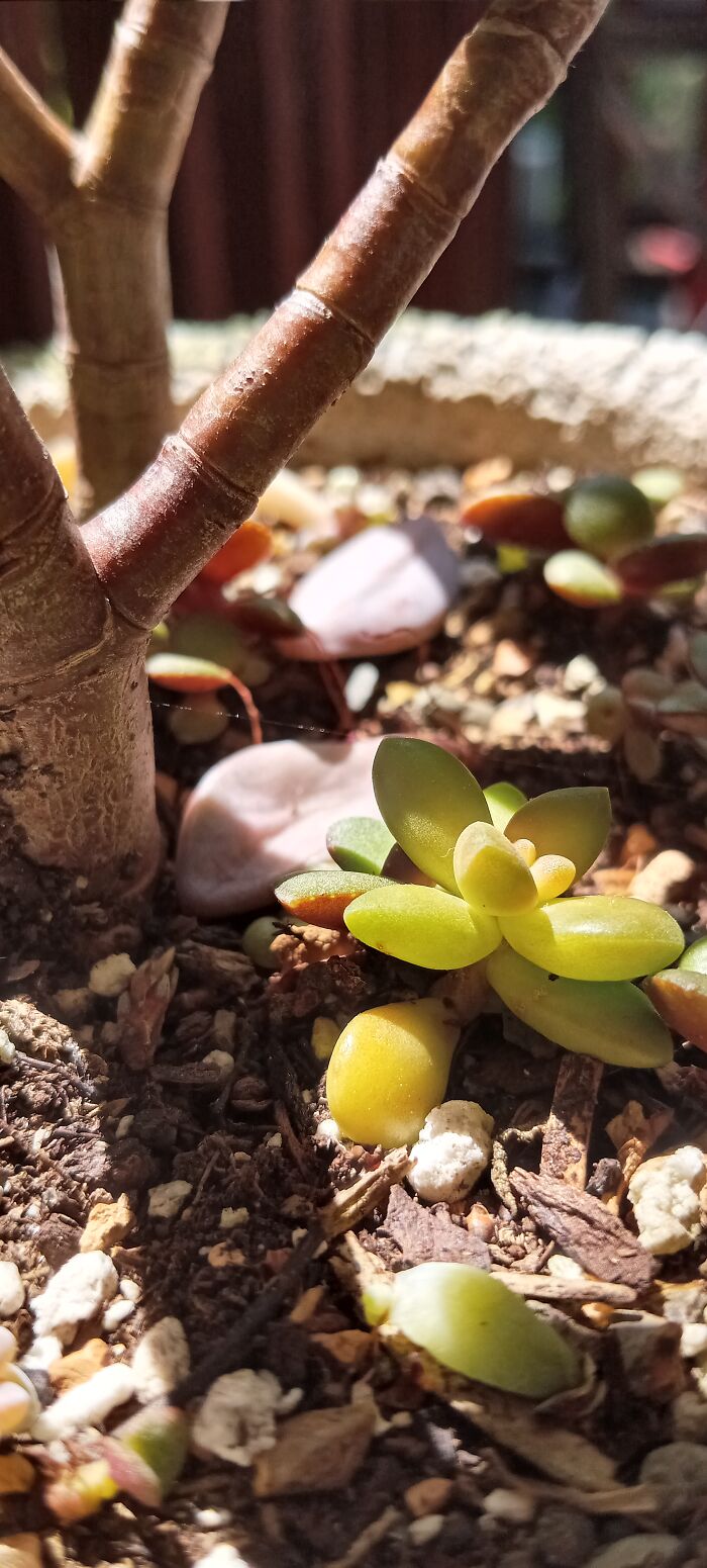 Tiny Succulent Inside The Pot Of A Bigger Succulent