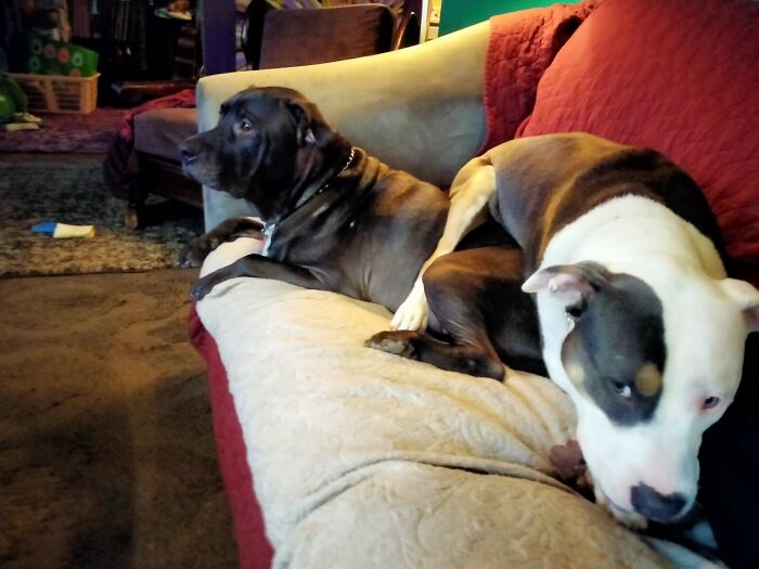 She's The Baby And Very Much Likes To Sit On Him