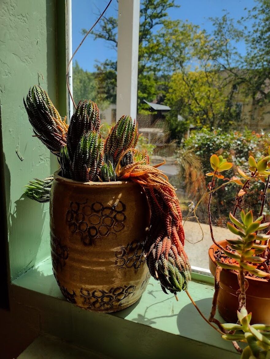 Succulents On A Window Sill In Julian (Cellphone)