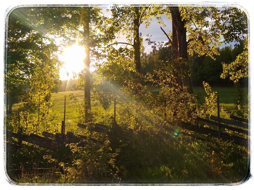 A Quiet Evening In My Garden