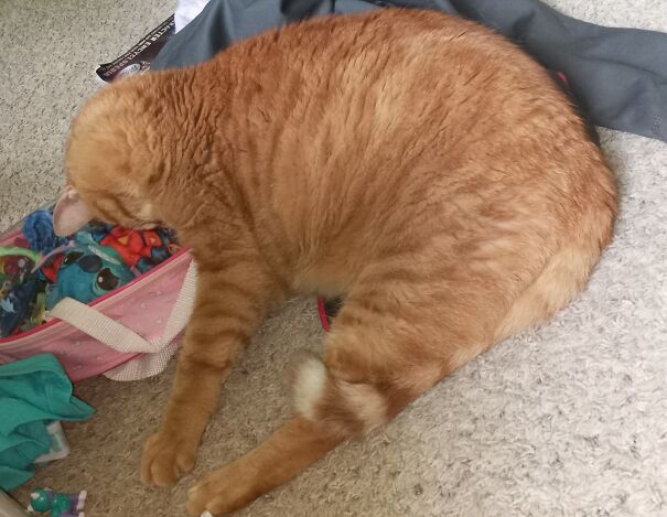 Someone Was A Bit Too Tired To Find A Decent Pillow...