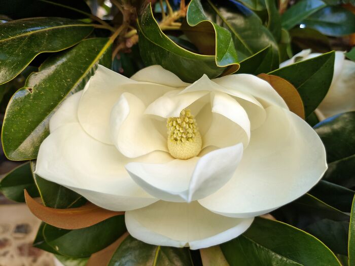 Is It Just Me Or Do Magnolia Blossoms Look A Little Bit Labia-Y?