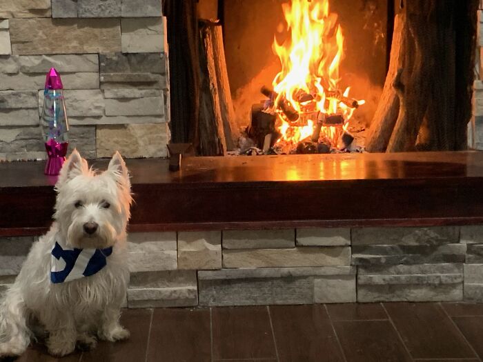 Fred The Westie. His Wintertime Dating Profile Pic