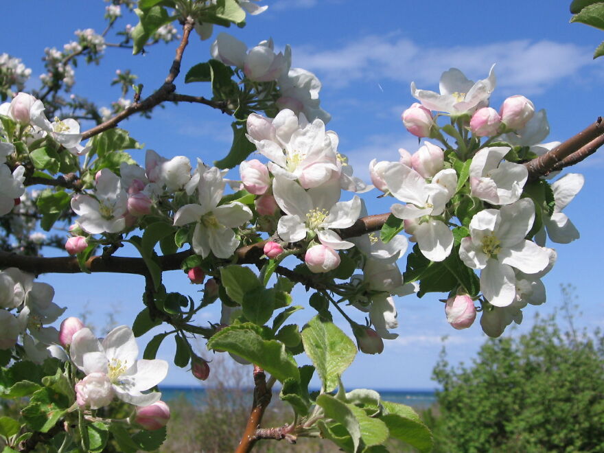 Northern Michigan Apple Blossoms