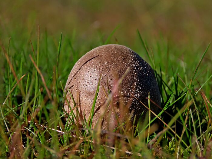 This Is A Mushroom Of The Genus Calvatia Or An Alien Egg :):)