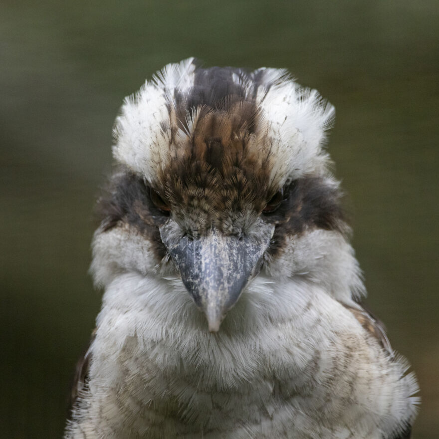 Angry Kookaburra