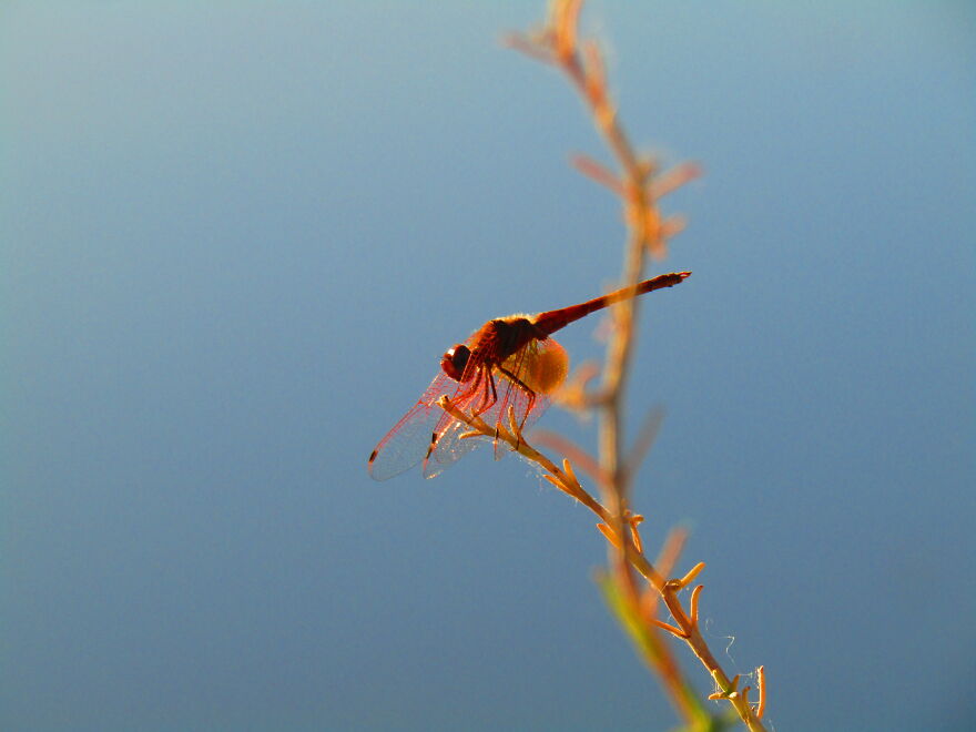 Dragonfly!
