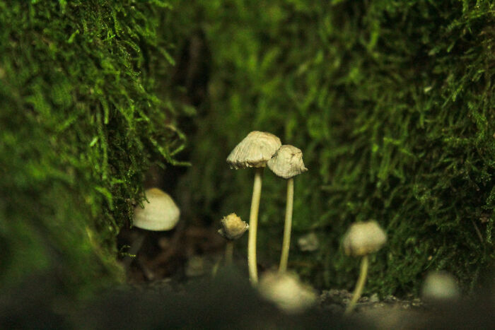 The Tiny Couple Got Old