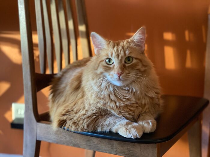 I'm Tiger, I'm Always Looking For A Good Snack... If You Can Open A Pouch Of Chicken Pudding We're A Match Made In Heaven 😻 Male By Birth, Female By Preference. Please Refer To Me As Princess Tiger Louise😻 ( Thank Goodness My Mommies See The Real Me And Allow Me To Be Who I Wanna Be!)