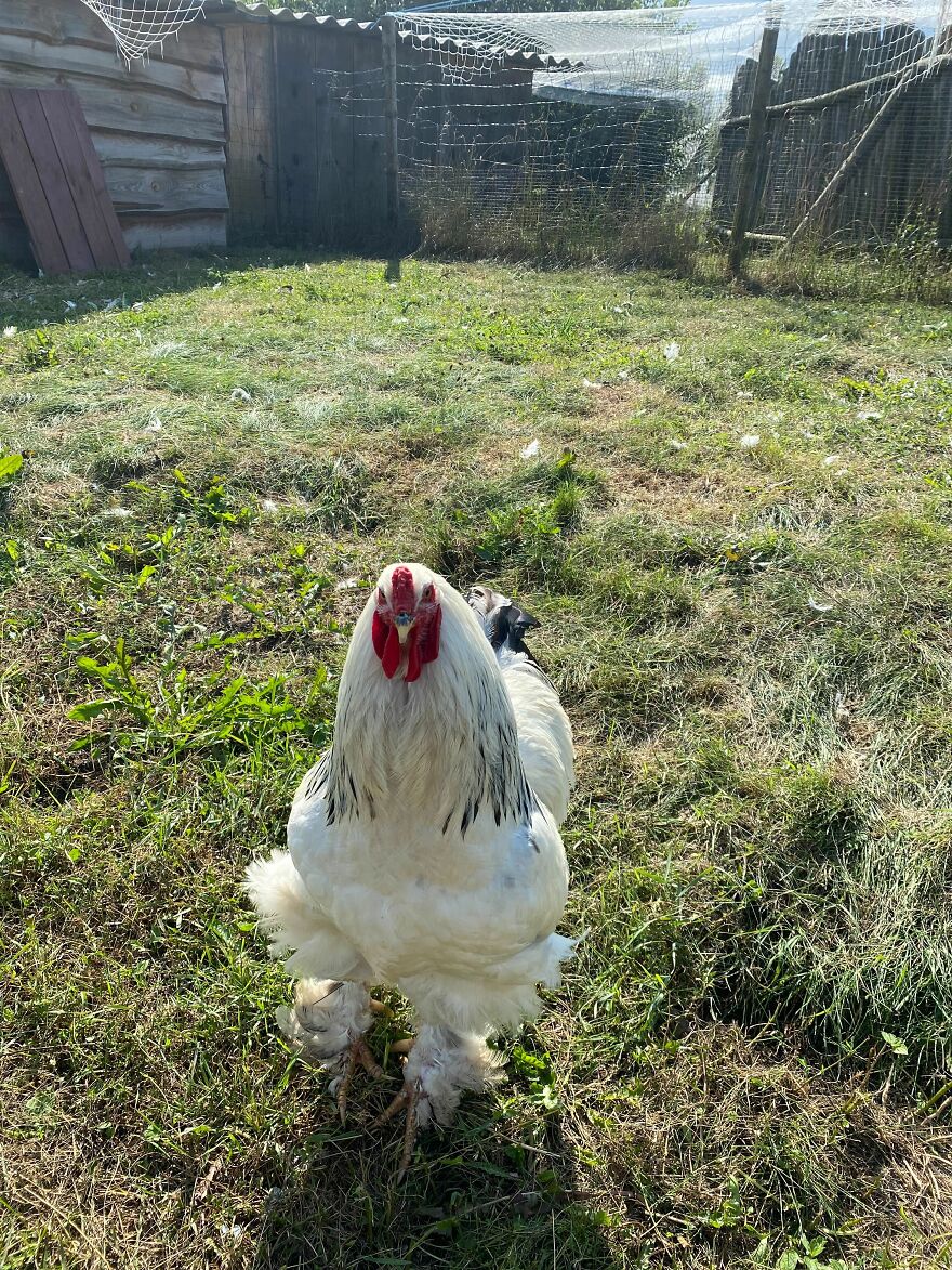 Typical Lithuanian Village Things