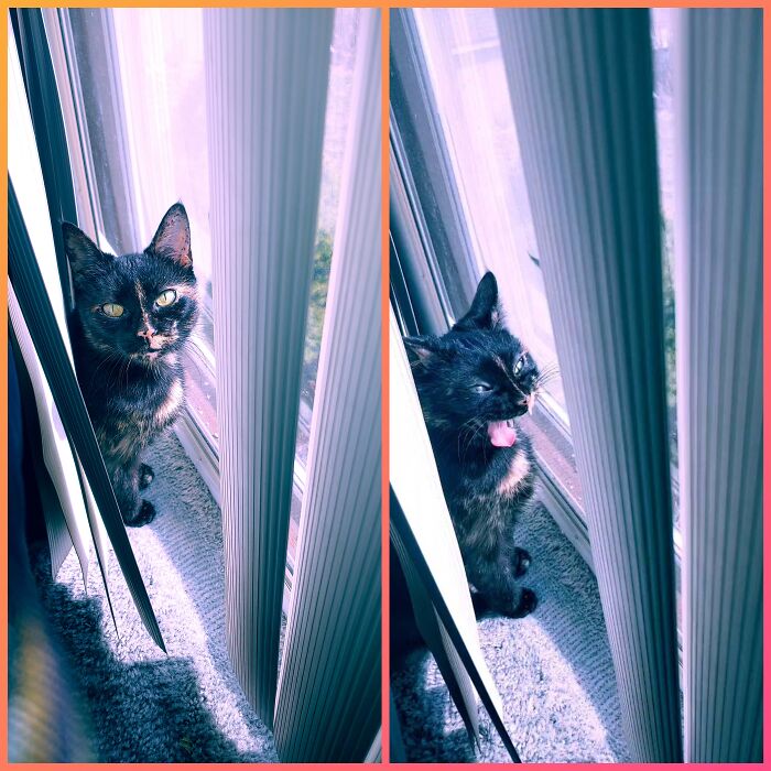 This Is Cinder. She's Just Yawning, But It Looks Like She's Yelling At Me After Telling Her Not To Go Behind The Blinds.