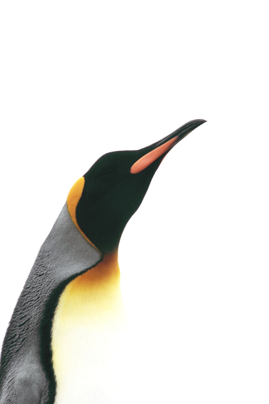 King Penguin, Falkland Islands