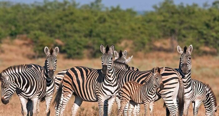 Kruger National Park In South Africa