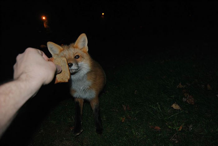 A Dinner Date With A Cute Fox