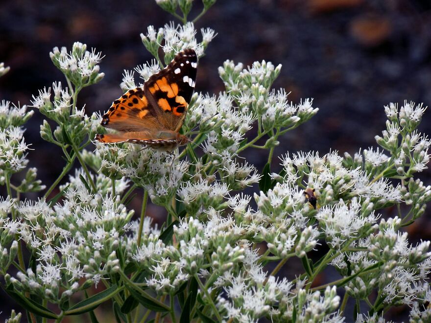 Butterfly - Taken On Old Destroyed Rt 61 In Centralia, Pa