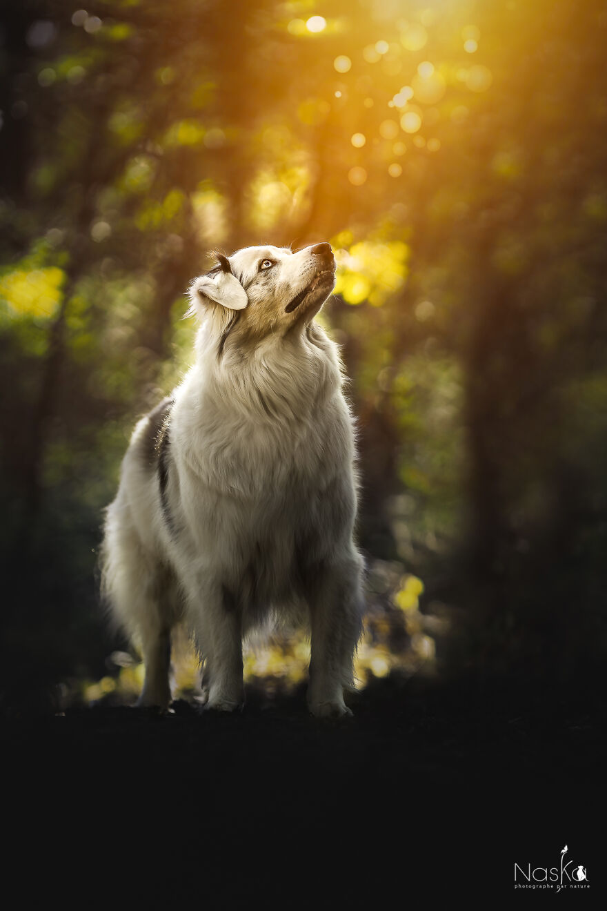 My Dog ​​changed My Life…