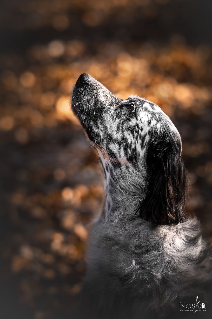 My Dog ​​changed My Life…