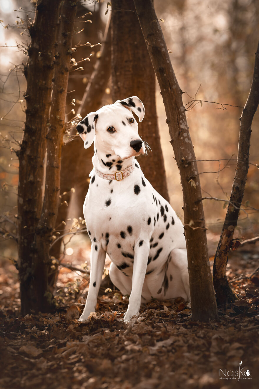 My Dog ​​changed My Life…