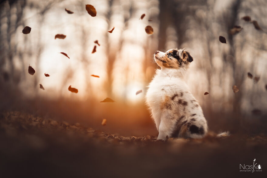 My Dog ​​changed My Life…