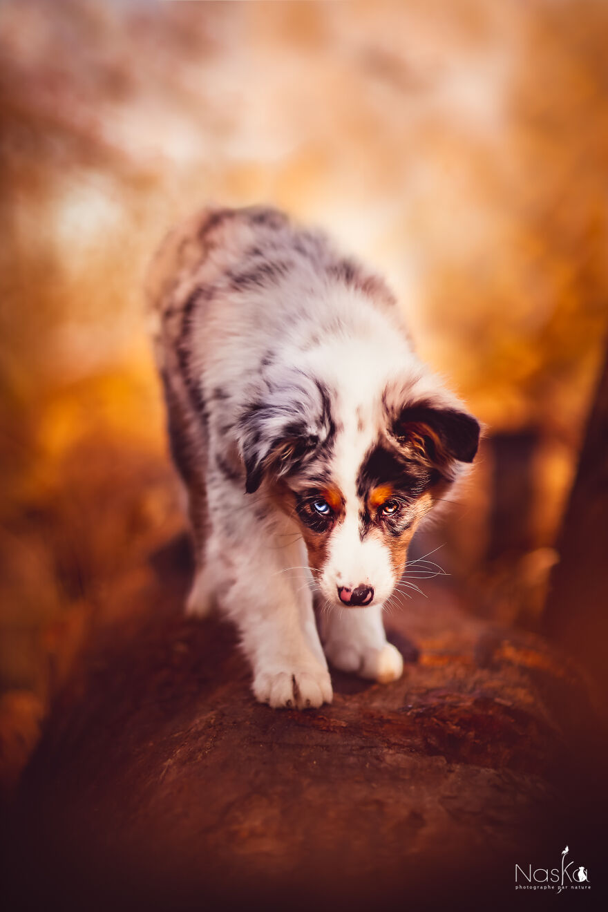 My Dog ​​changed My Life…