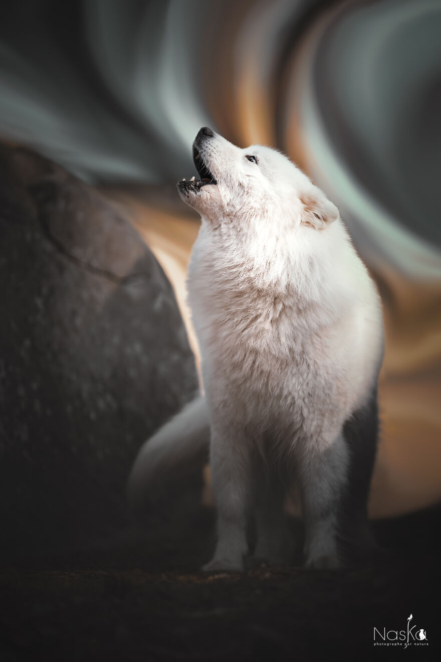 My Dog ​​changed My Life…