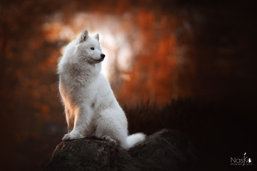 My Dog ​​changed My Life…