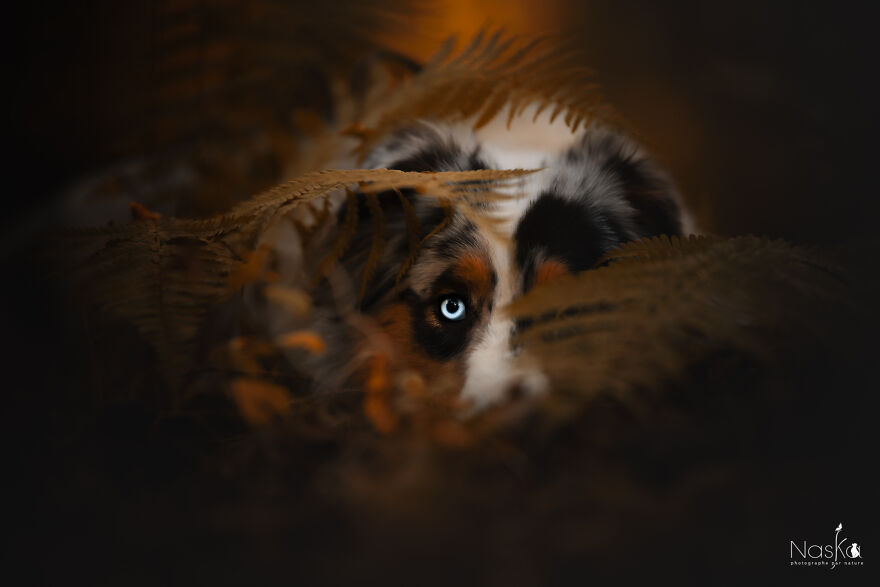 My Dog ​​changed My Life…