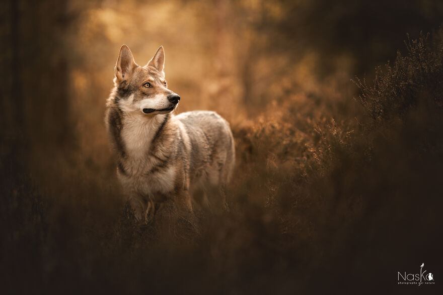 My Dog ​​changed My Life…