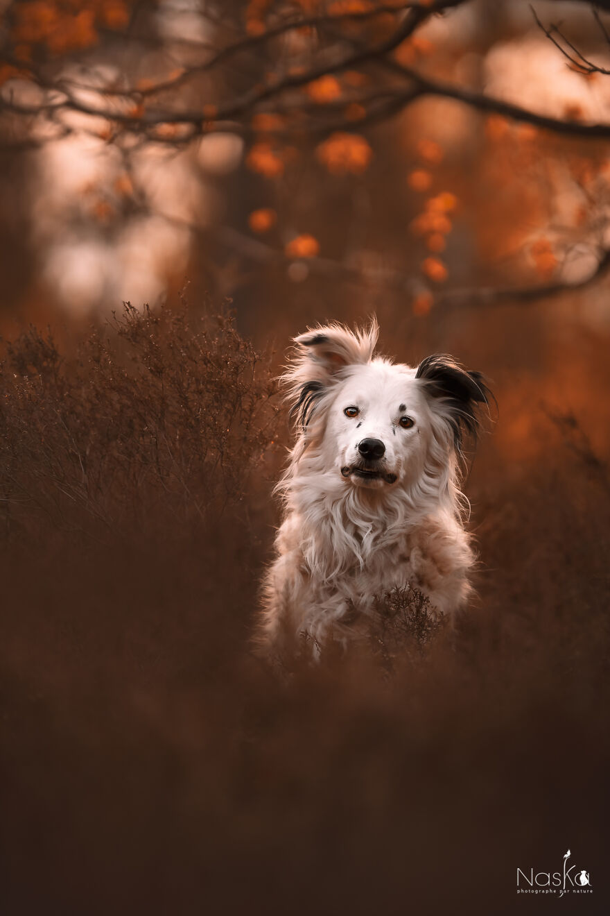 My Dog ​​changed My Life…