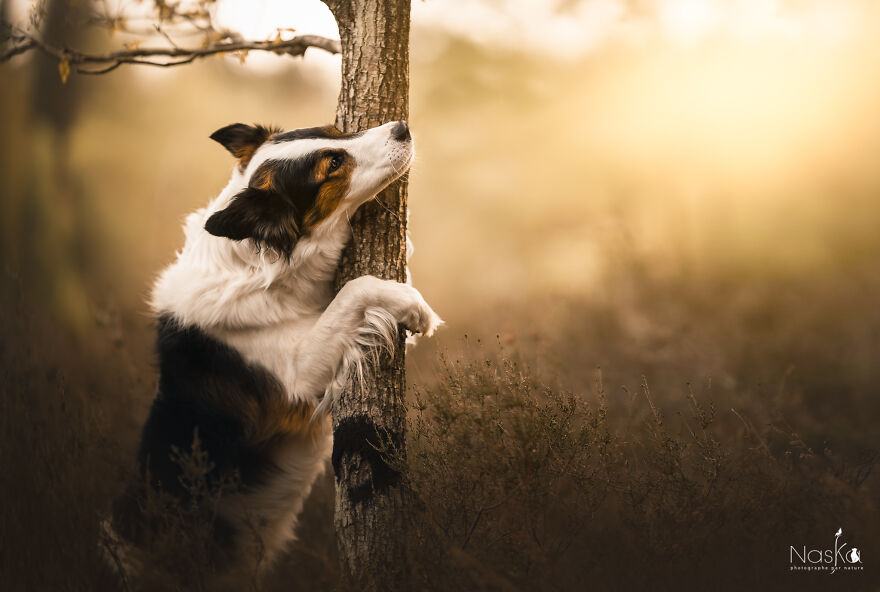 My Dog ​​changed My Life…