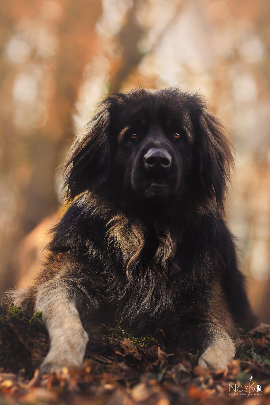 My Dog ​​changed My Life…