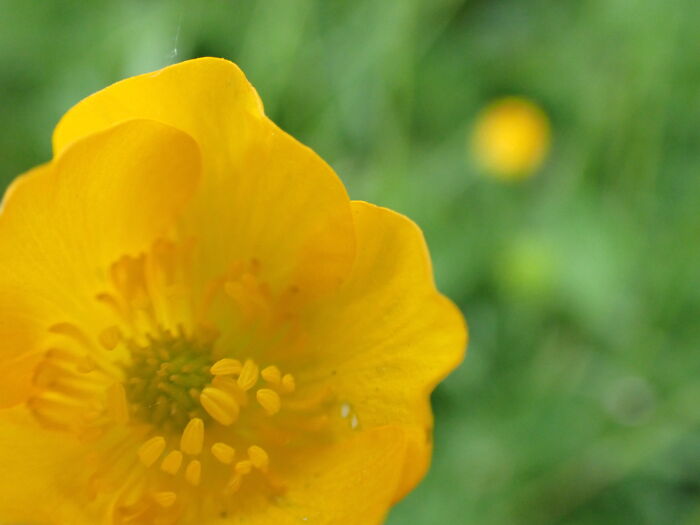 I Am A Macro Photographer Who Captures The Often Overlooked Magical Beauty Of The World Around Us, Here Are 22 Images From My New Book.