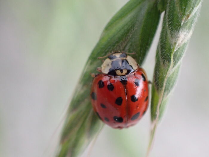 I Am A Macro Photographer Who Captures The Often Overlooked Magical Beauty Of The World Around Us, Here Are 22 Images From My New Book.