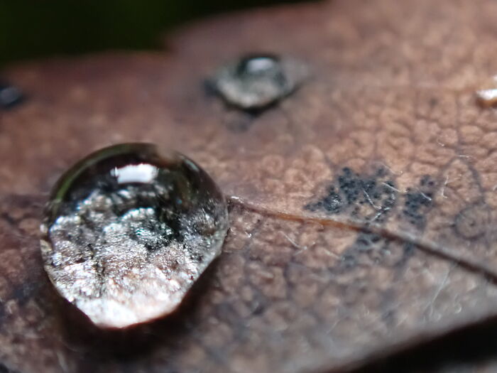 I Am A Macro Photographer Who Captures The Often Overlooked Magical Beauty Of The World Around Us, Here Are 22 Images From My New Book.