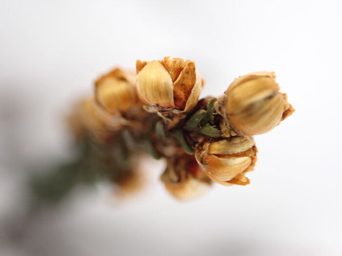 I Am A Macro Photographer Who Captures The Often Overlooked Magical Beauty Of The World Around Us, Here Are 22 Images From My New Book.