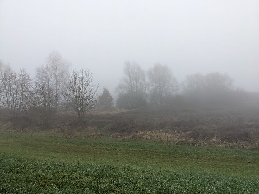 Misty Morning Walk In The Park